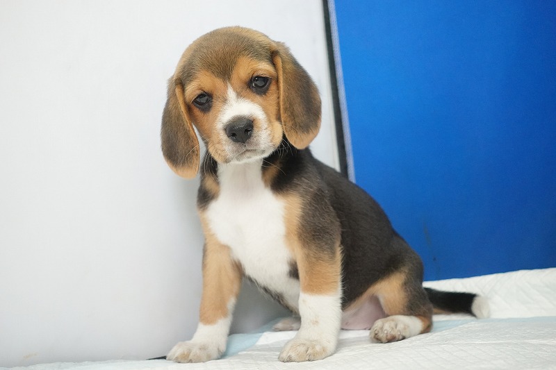 2025年08月05日生まれのビーグルの女の子3。