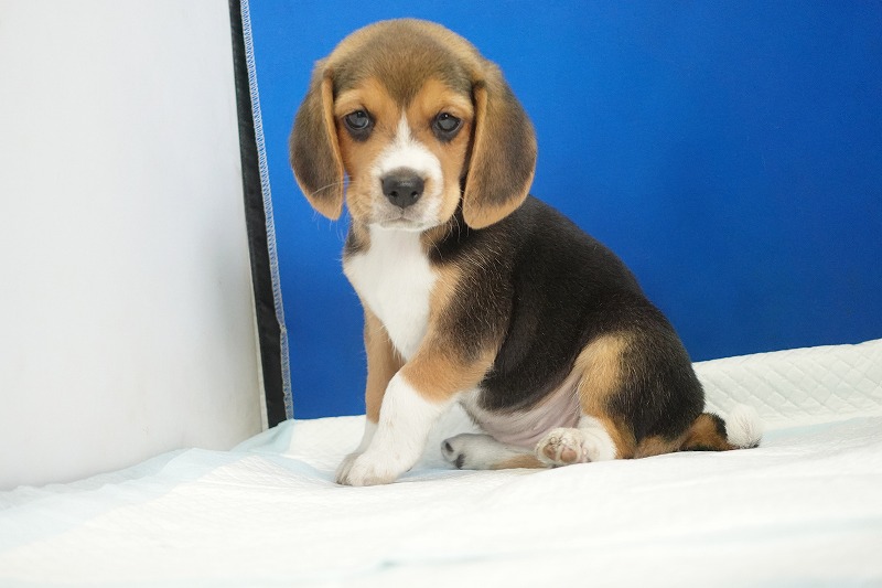 2025年08月05日生まれのビーグルの女の子3。