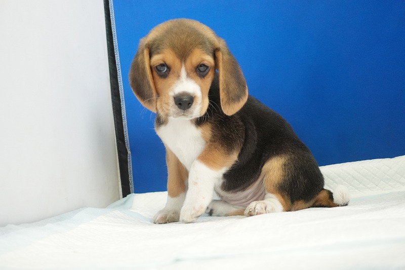 2025年08月05日生まれのビーグルの女の子3。