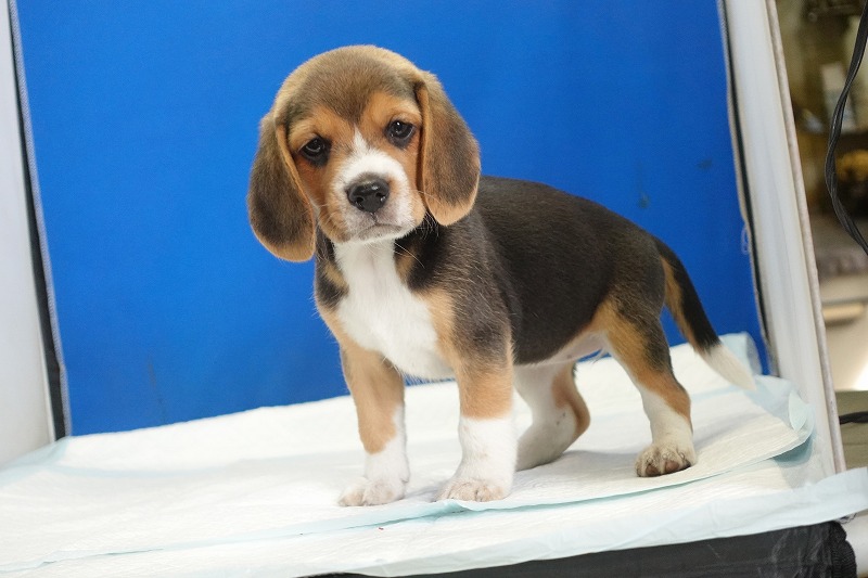 2025年08月05日生まれのビーグルの女の子3。