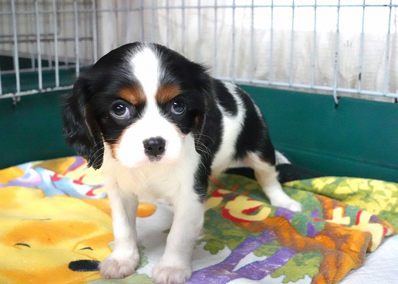 2025年5月11日生まれのキャバリアの女の子2。