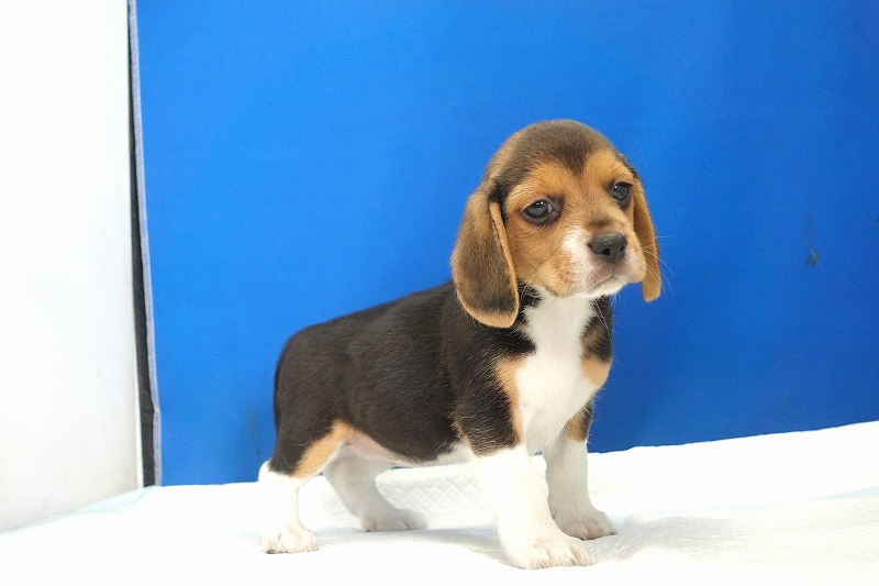 2025年08月05日生まれのビーグルの女の子2。