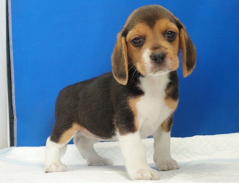 2025年08月05日生まれのビーグルの女の子2。