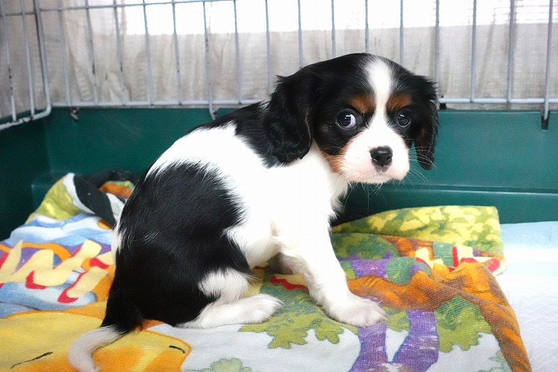 2025年5月11日生まれのキャバリアの女の子2。