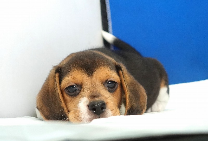 2025年08月05日生まれのビーグルの女の子2。