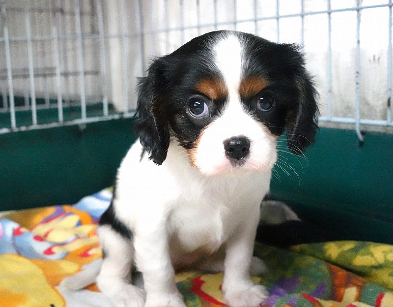 2025年5月11日生まれのキャバリアの女の子2。