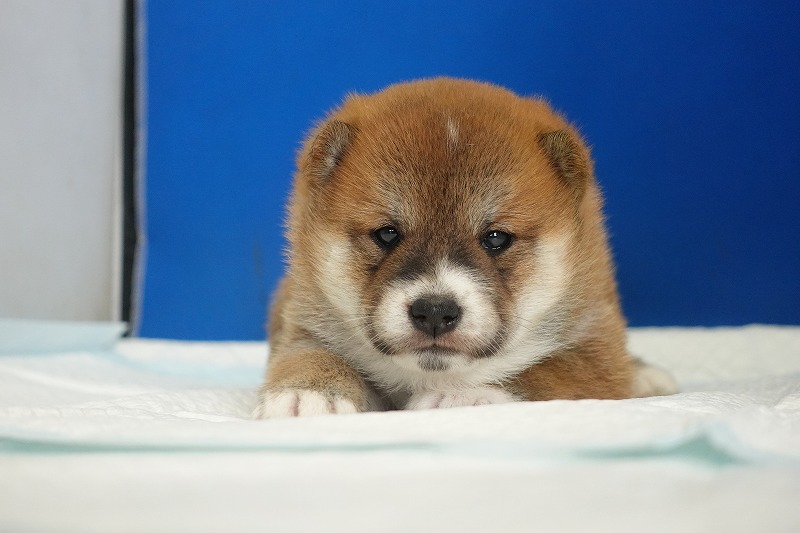 2025年08月27日生まれの柴犬赤の男の子。