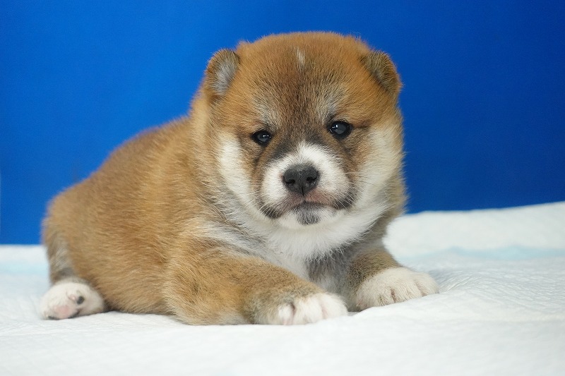 2025年08月27日生まれの柴犬赤の男の子。