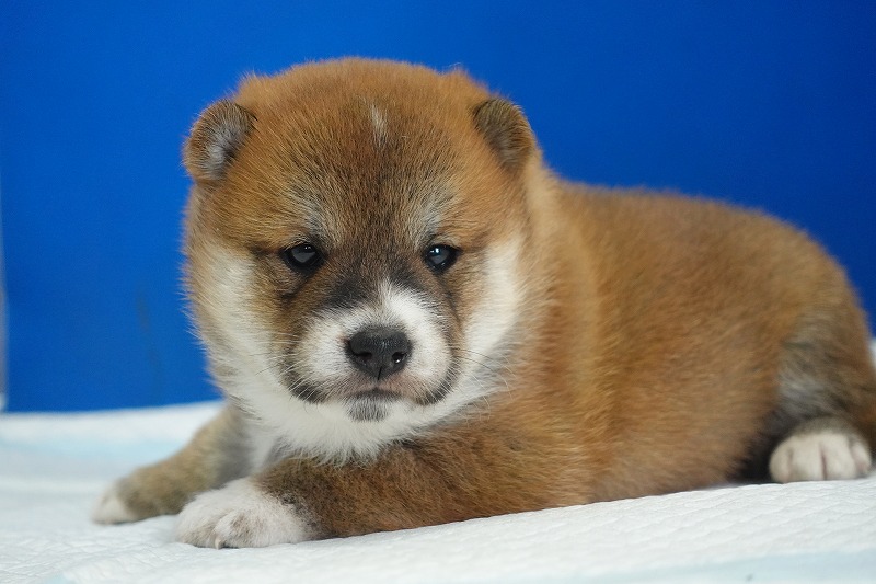 2025年08月27日生まれの柴犬赤の男の子。