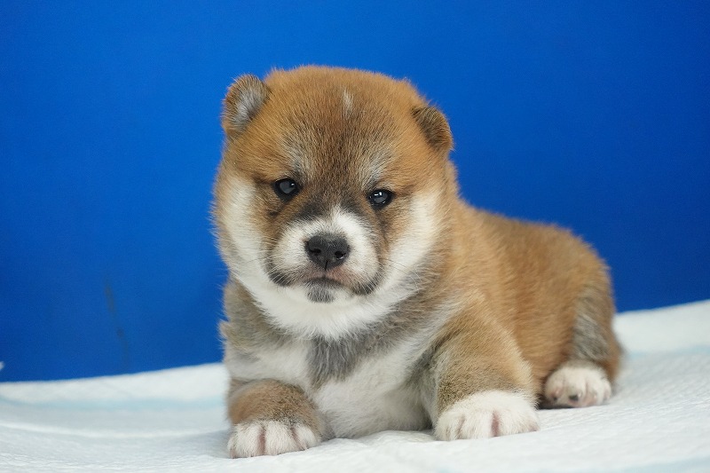 2025年08月27日生まれの柴犬赤の男の子。