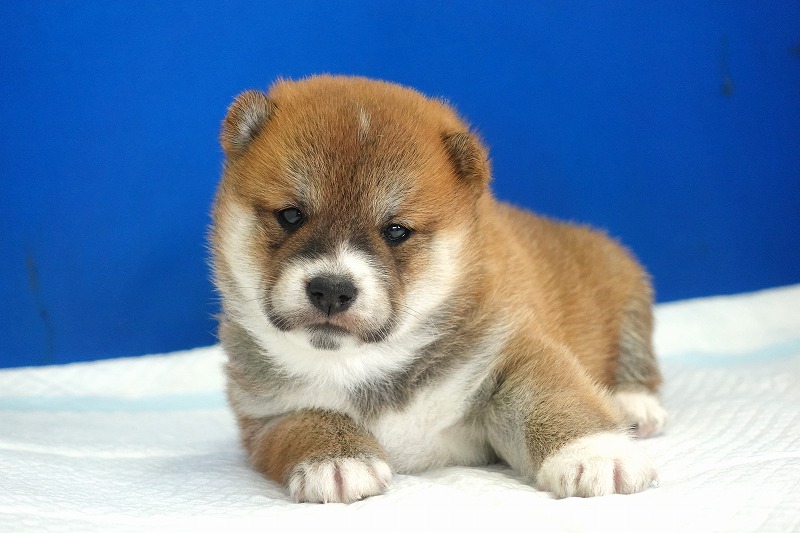 2025年08月27日生まれの柴犬赤の男の子。