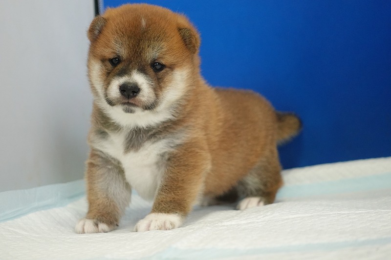 2025年08月27日生まれの柴犬赤の男の子。