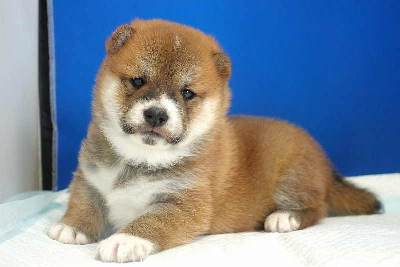 2025年08月27日生まれの柴犬赤の男の子。