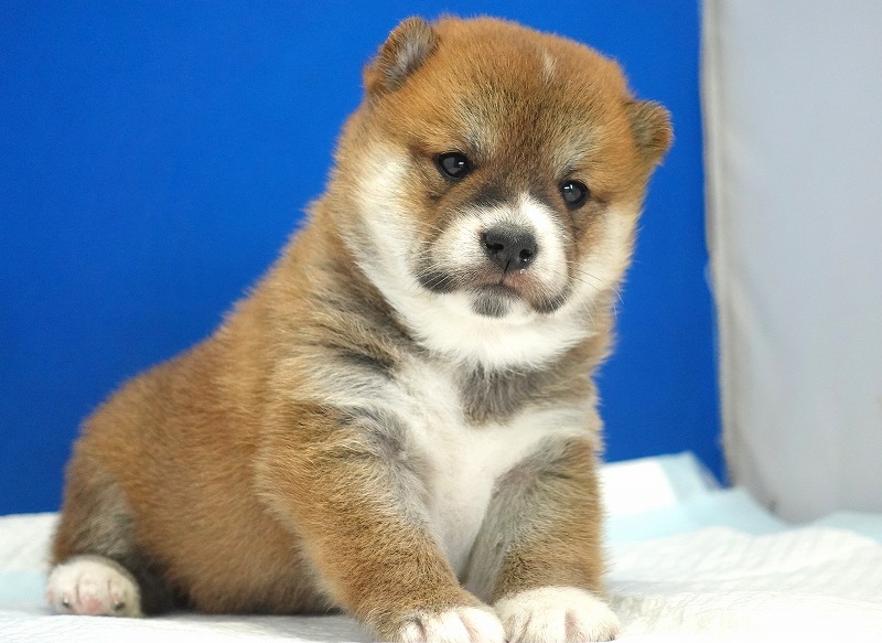 2025年08月27日生まれの柴犬赤の男の子。