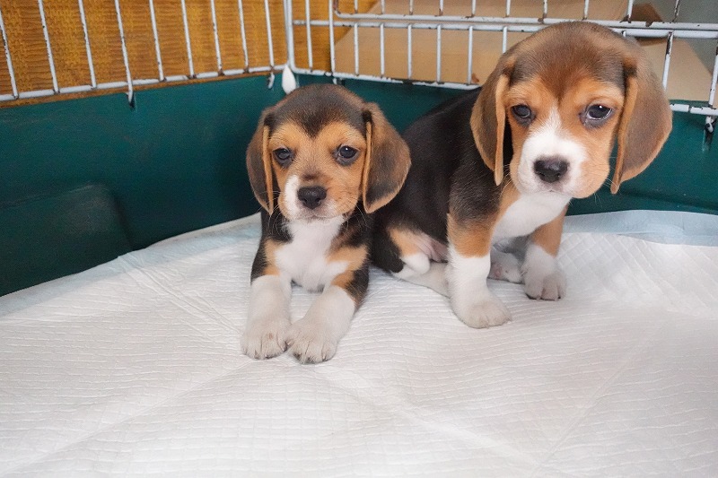 2025年08月05日生まれのビーグルの女の子2。