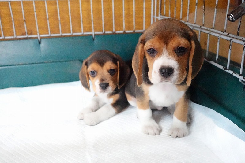 2025年08月05日生まれのビーグルの女の子2。