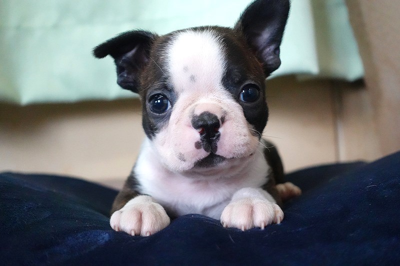2026年生まれのボストンテリアの男の子。