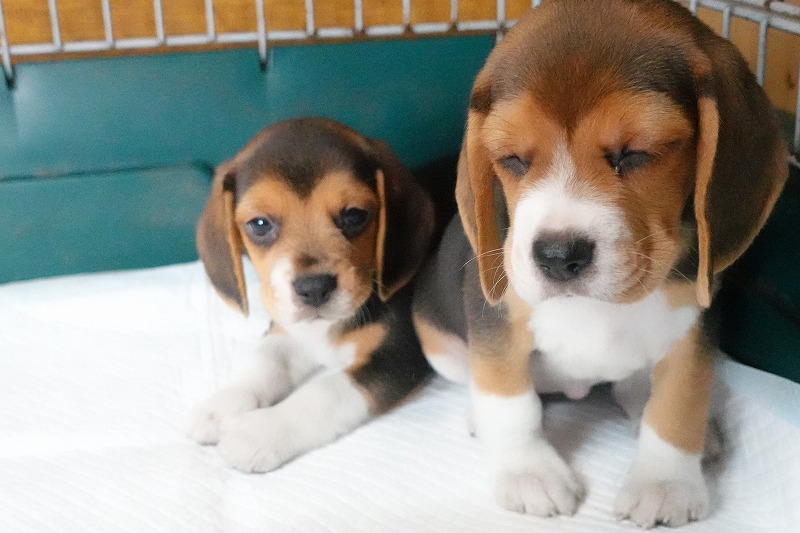 2025年08月05日生まれのビーグルの女の子2。