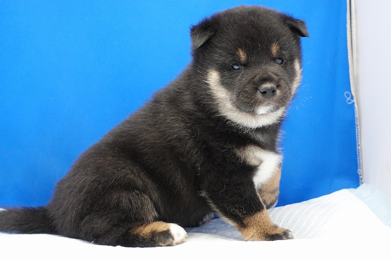2023年11月8日生まれの柴犬黒の男の子。