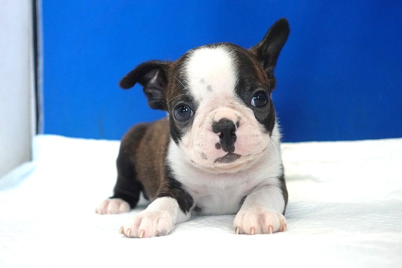 2026年生まれのボストンテリアの男の子。