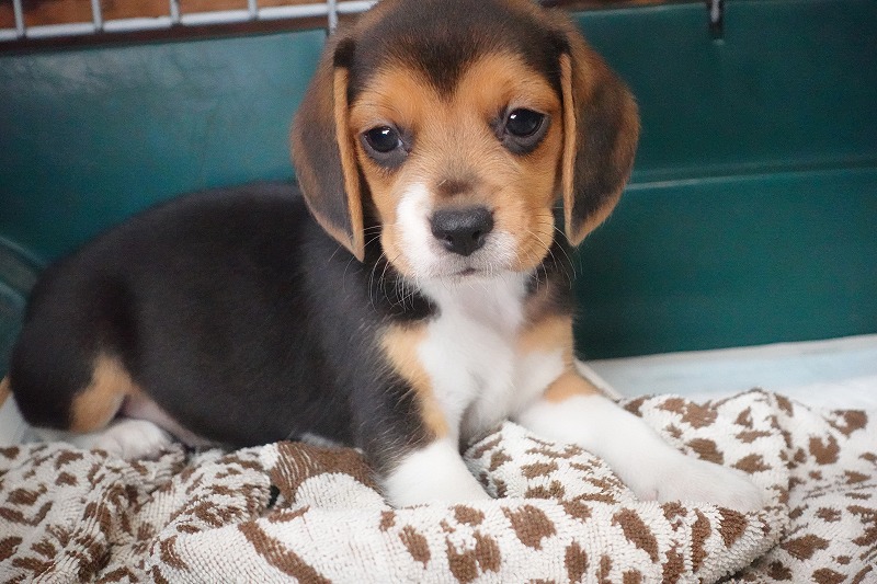 2025年08月05日生まれのビーグルの女の子２。