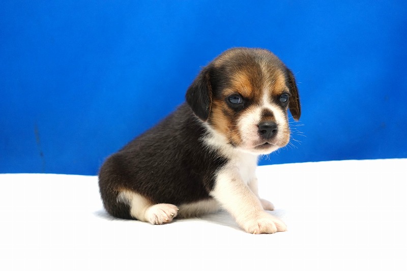 2024年3月14日生まれのビーグルの男の子1番。