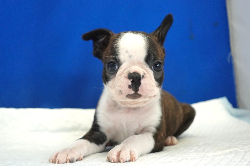 2026年生まれのボストンテリアの男の子。