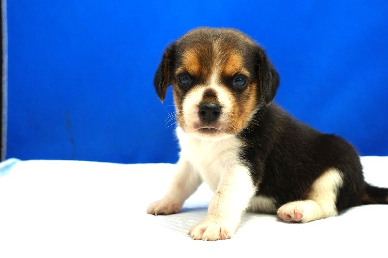 2024年3月14日生まれのビーグルの男の子1番。