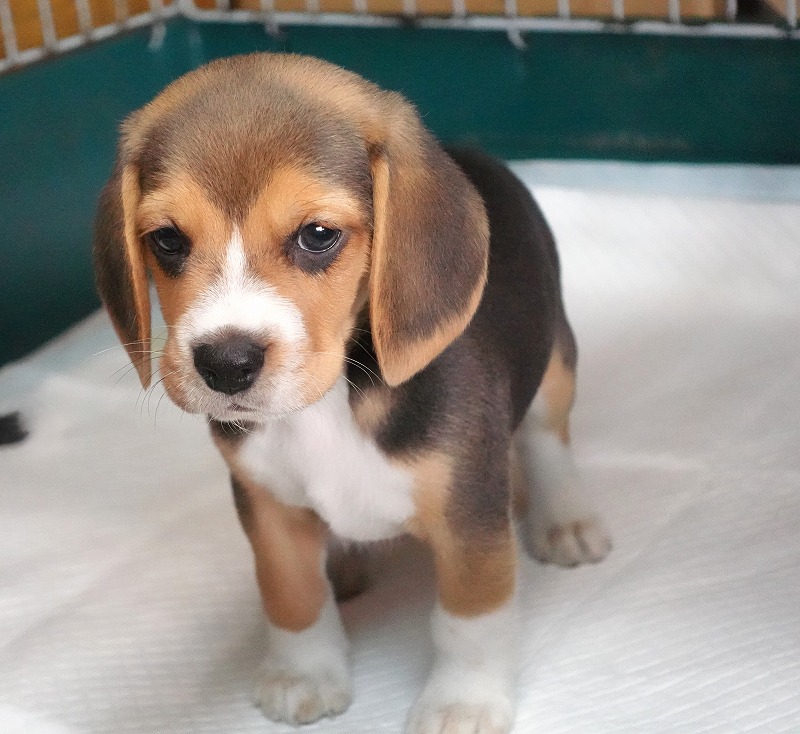 2025年08月05日生まれのビーグルの女の子3。