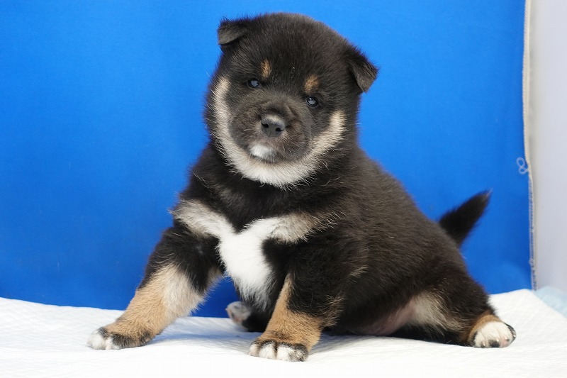 2023年11月8日生まれの柴犬黒の男の子。