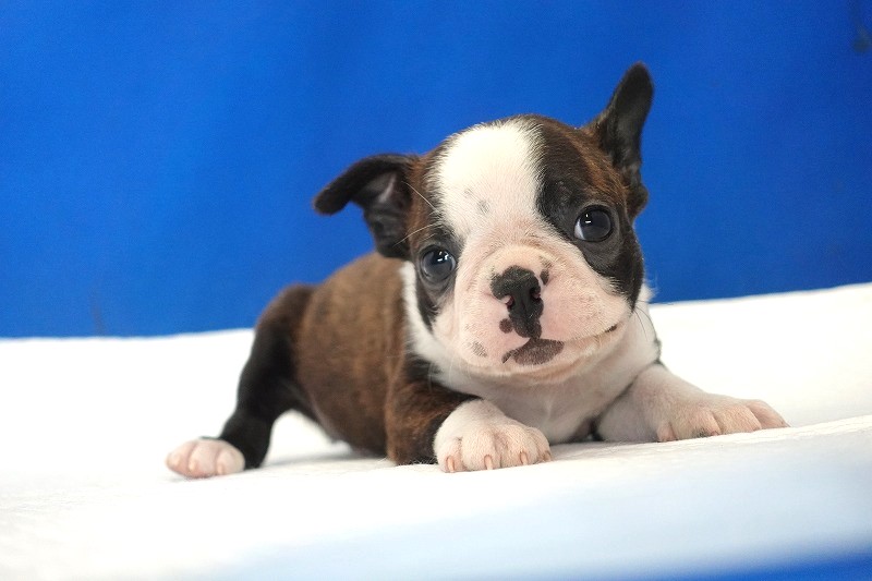 2026年生まれのボストンテリアの男の子。