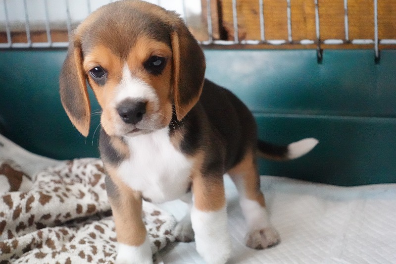 2025年08月05日生まれのビーグルの女の子3。