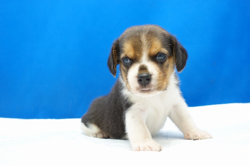 2024年3月14日生まれのビーグルの男の子1番。