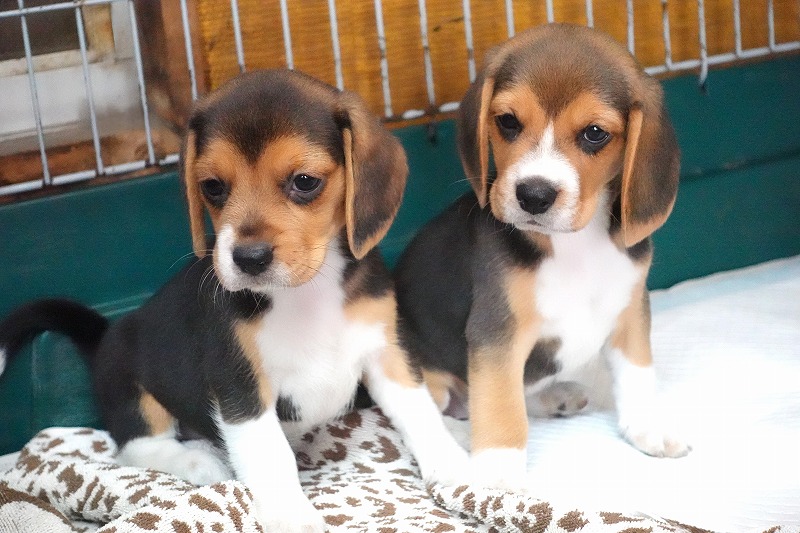 2025年08月05日生まれのビーグルの女の子3。