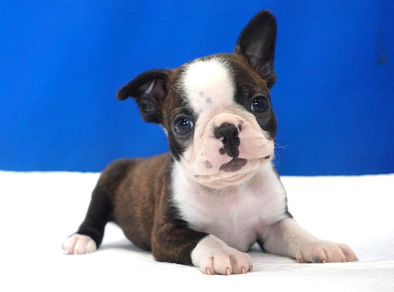 2026年生まれのボストンテリアの男の子。