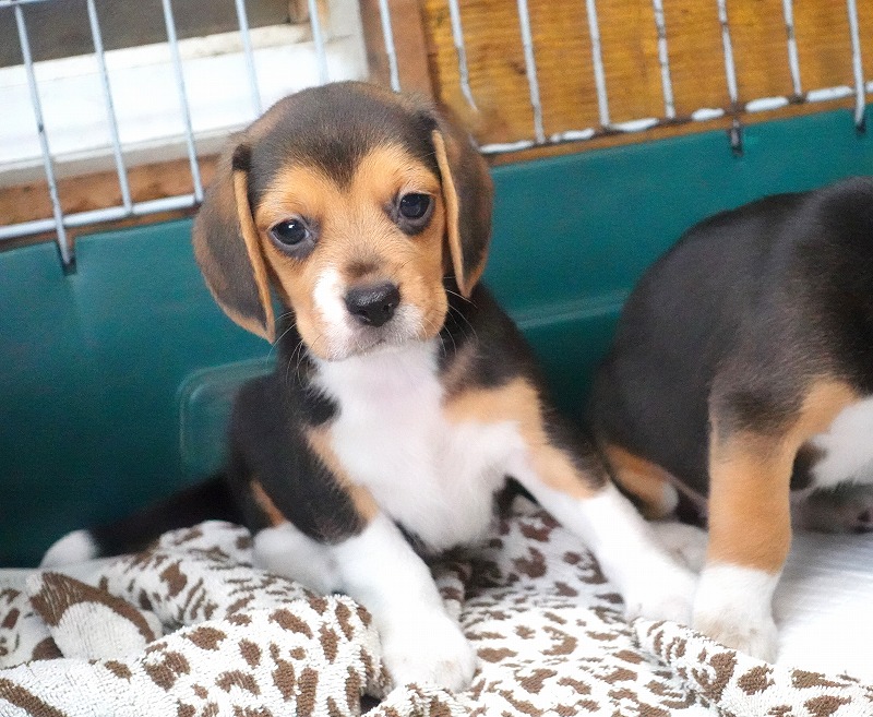 2025年08月05日生まれのビーグルの女の子2。