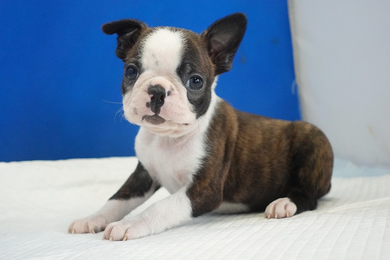 2026年生まれのボストンテリアの男の子。
