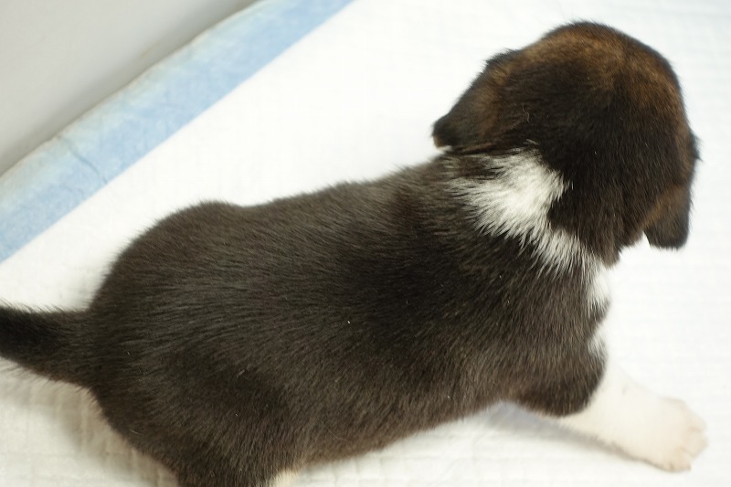 2024年3月14日生まれのビーグルの男の子1番。