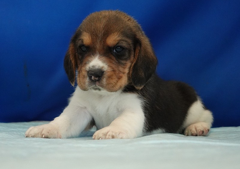 2025年04月02日生まれのとっても元気なビーグルの男の子です。