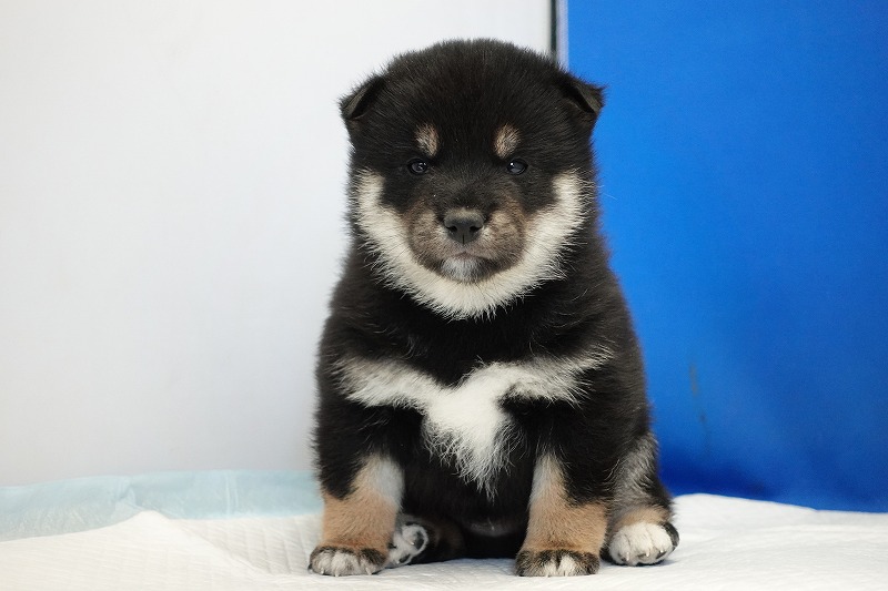2023年11月8日生まれの柴犬黒の男の子。