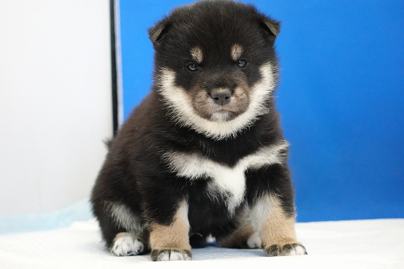 2023年11月8日生まれの柴犬黒の男の子。