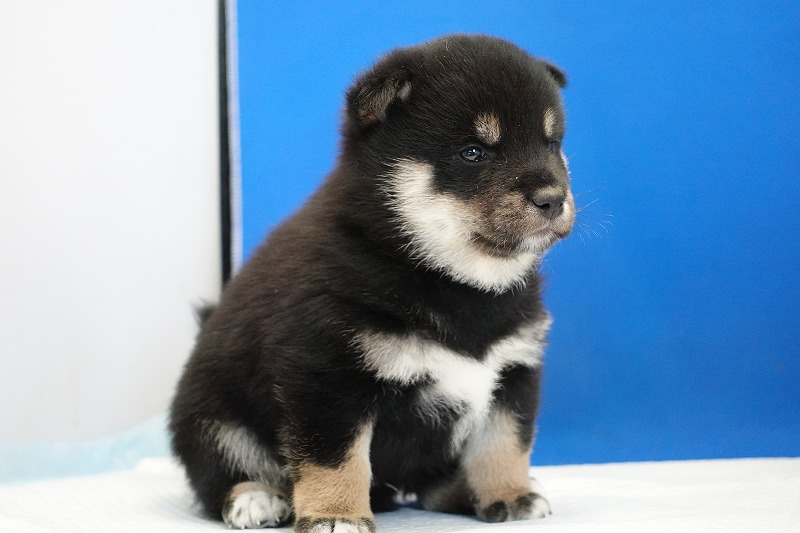 2023年11月8日生まれの柴犬黒の男の子。