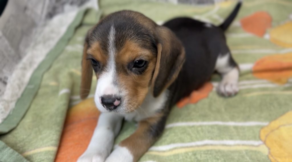 2026年01月01日生まれのビーグルの女の子