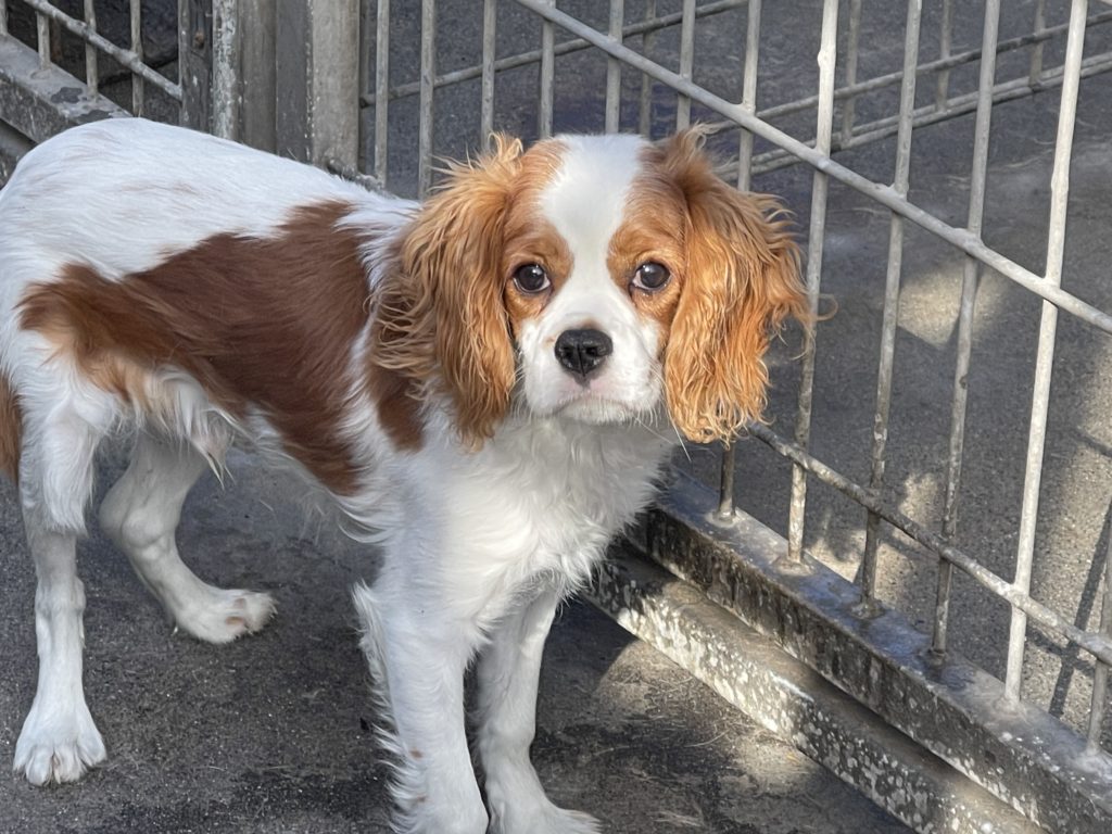 2023年9月28日生まれのキャバリア男の子