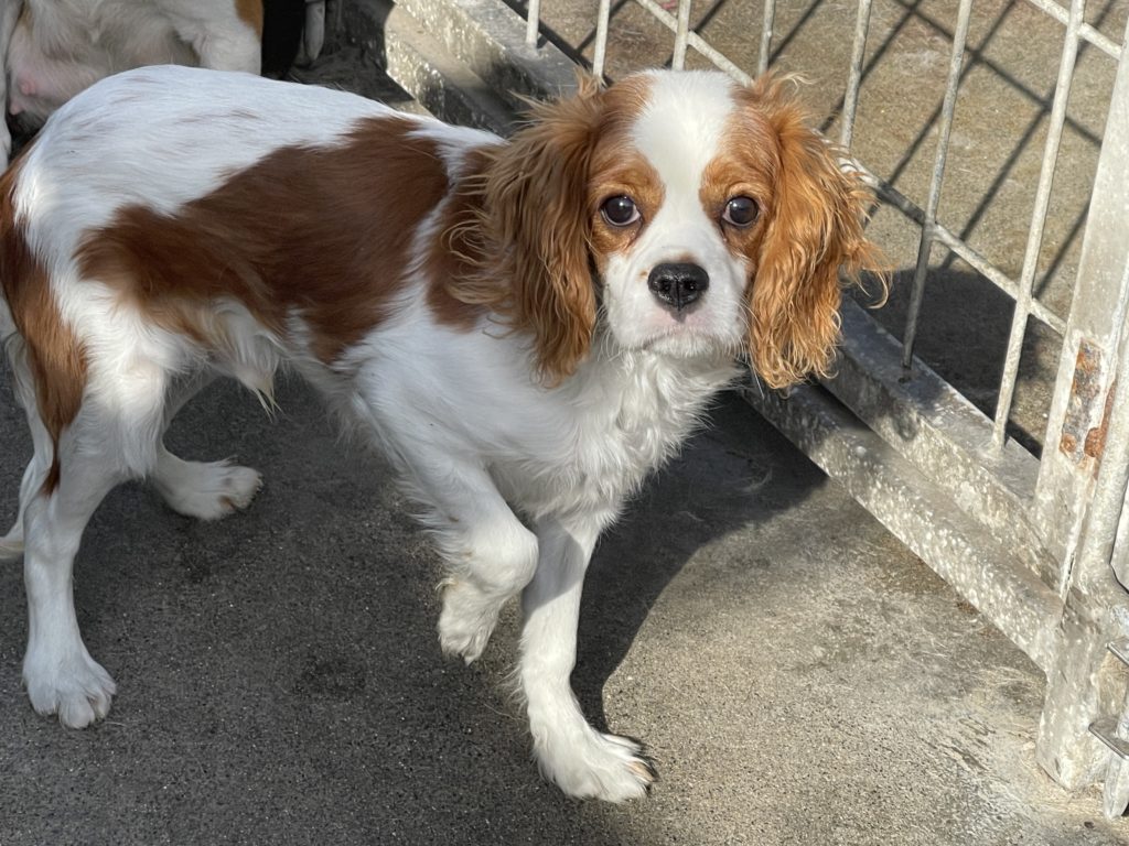 2023年9月28日生まれのキャバリア男の子