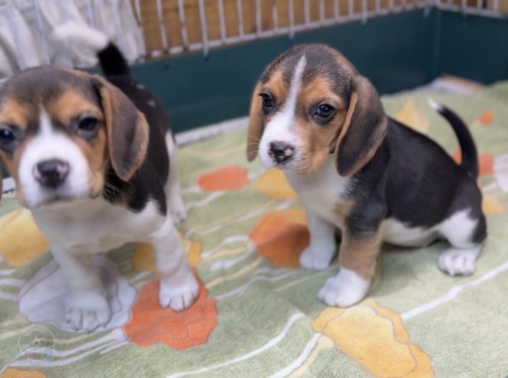 2026年01月01日生まれのビーグルの女の子