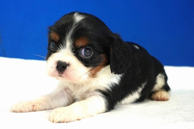 2024年４月23日生まれのトライ男の子