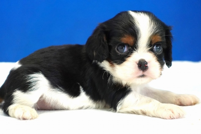 2024年４月23日生まれのトライ男の子