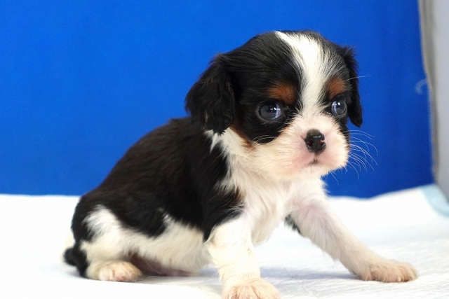 2024年４月23日生まれのトライ男の子