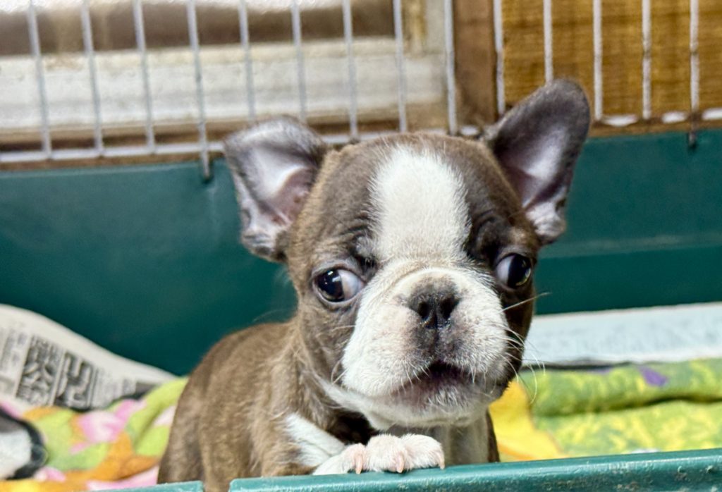 2025年4月17日生まれのミックスの男の子。